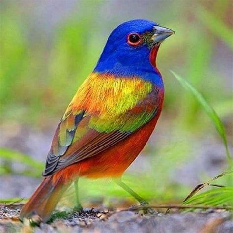 Image result for Colourful Birds Compilation