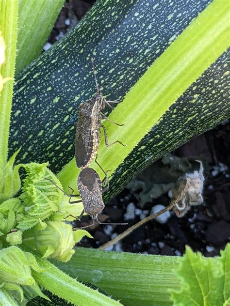 How To Identify What Insects Eat Zucchini Plants