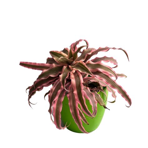 Cryptanthus Plant Earth Star Plant Air Purifier Cryptanthus Bivittatus ...