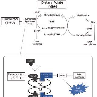 Image result for Folate Function