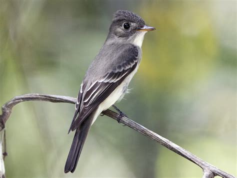 Eastern Wood-Pewee - eBird