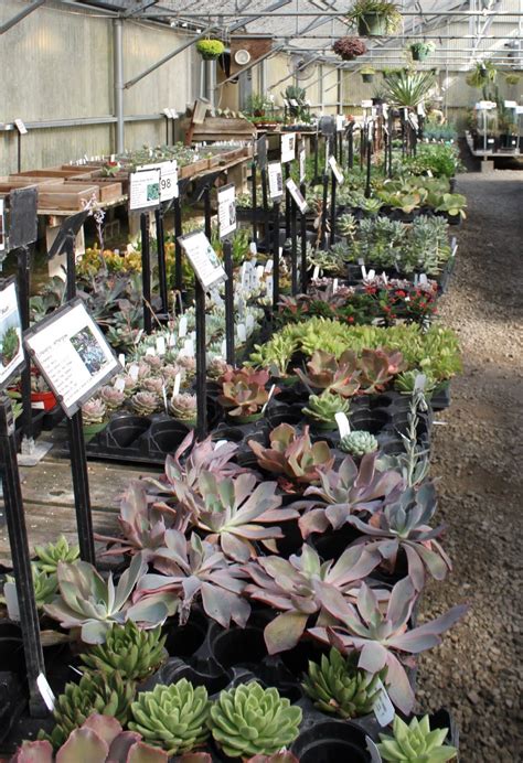 Half.moon Bay Nursery at John Halliburton blog