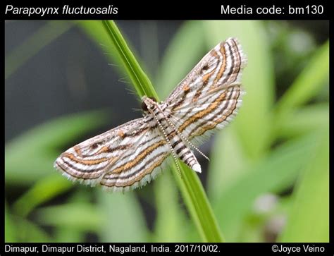 Parapoynx fluctuosalis (Zeller, 1852) - | Moths