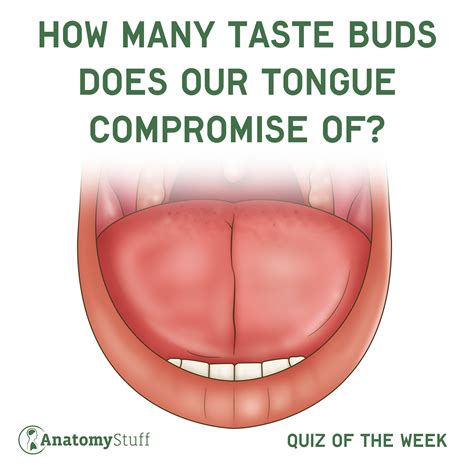Taste Buds On Tongue