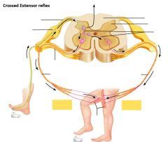 Image result for Contralateral Reflex Example