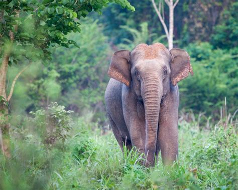 Wildlife In Thailand