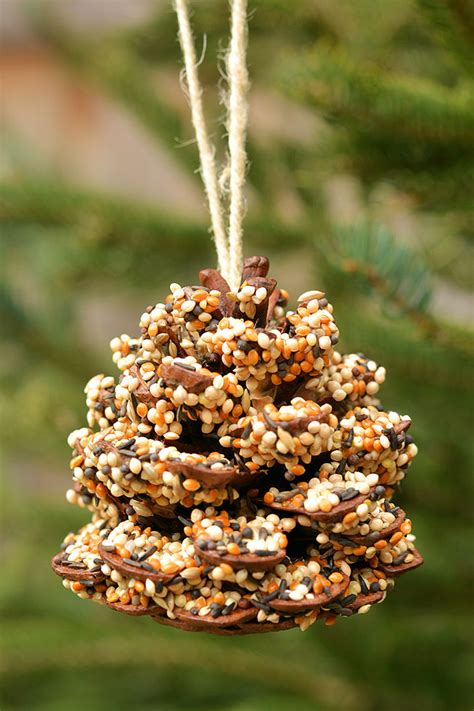 Image result for pine cone bird feeder peanut butter seeds
