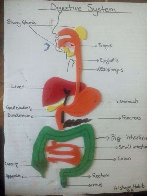 How to Make Digestive System Model 的图像结果