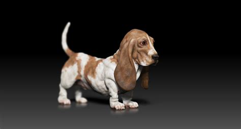 Are Hush Puppy Same As Basset Hound