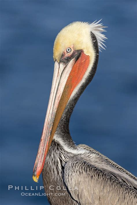California brown pelican portrait in breeding plumage, Pelecanus ...