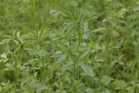 Luzerne: Anbautipps für die Königin der Futterleguminosen | agrarheute.com