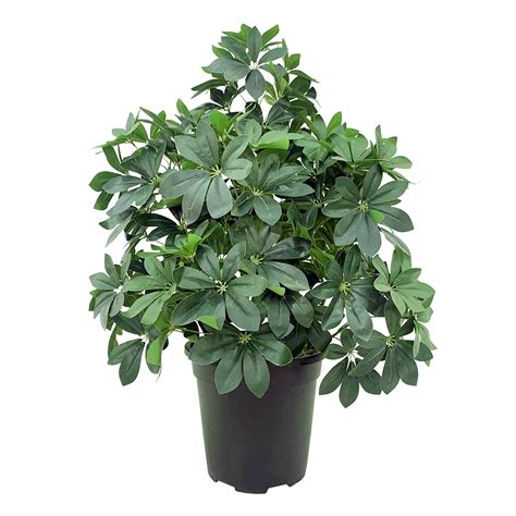 Schefflera & Umbrella Arrangement in Black Pot, 35"