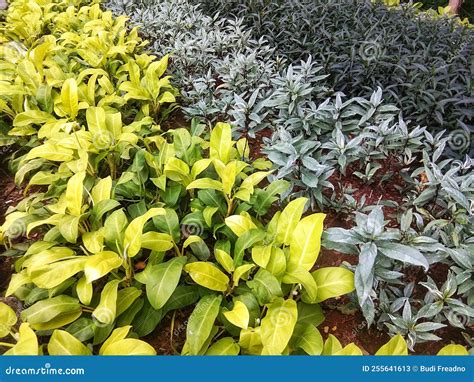 Ornamental Plants with Different Colors Stock Image - Image of green ...