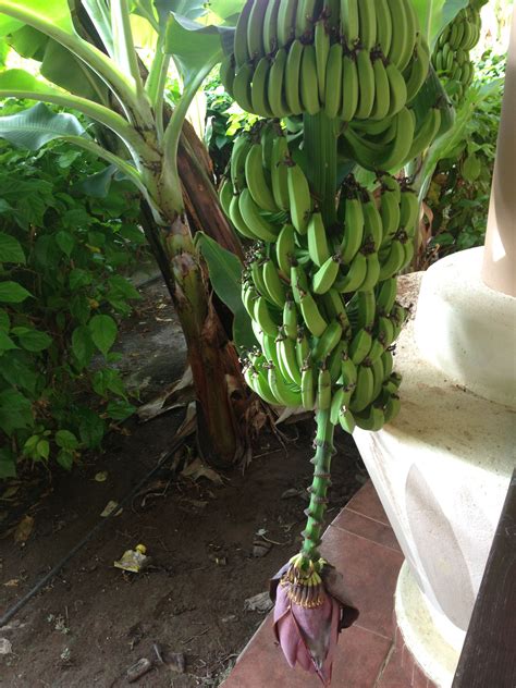 bananiky / banana palm | Fruit plants, Banana palm, Plants