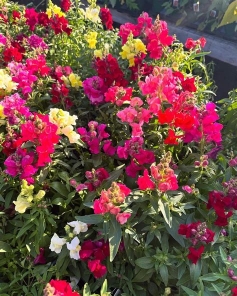 Pick Your Own Flowers at JC Farm ?, JC Farm, Durham, 1 August 2025 ...