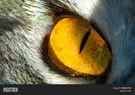 Animal Eye Close Up