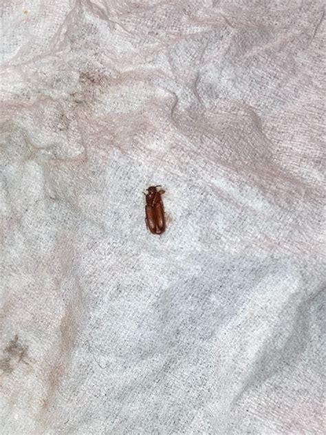 What Is This Tiny Brown Bug Thriftyfun