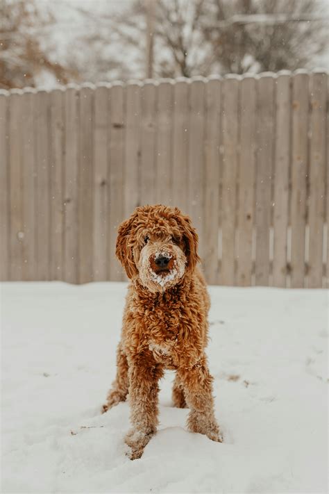 Comprehensive Care Guide for Mini Goldendoodle Lifespan