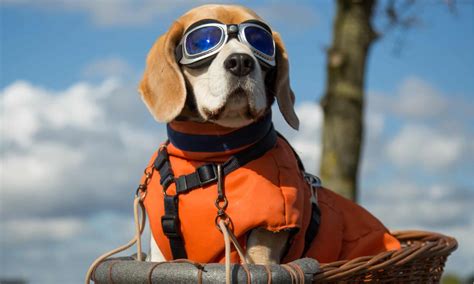 Dog With Goggles And Helmet at Jeremy Tellez blog