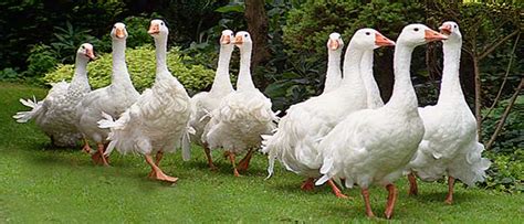 Image result for Processing Geese