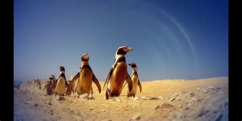企鹅群里有特务看点8-纪录片-全集-高清正版在线观看-bilibili-哔哩哔哩
