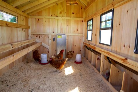 Best Steps to Turning a Shed into a Chicken Coop | The Henhouse Collection