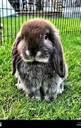 Image result for Show Mini Lop Rabbit