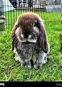 Image result for Black and White Mini Lop Bunnies