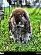Image result for Mini Lop Bunny Young