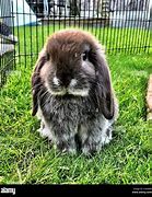 Image result for Mini Lop Rabbut