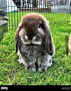Image result for Mini Plush Lop Bunny