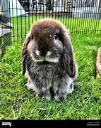 Image result for Long Haired Lop Rabbit