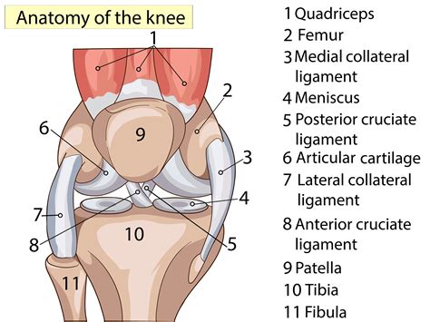 Anatomy Of The Knee Ligaments Knee Tendon Diagram / Patellar Tendon