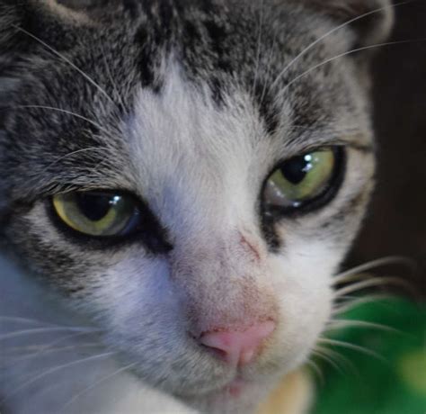 Cat Goopy Eye Discharge at Jill Ford blog