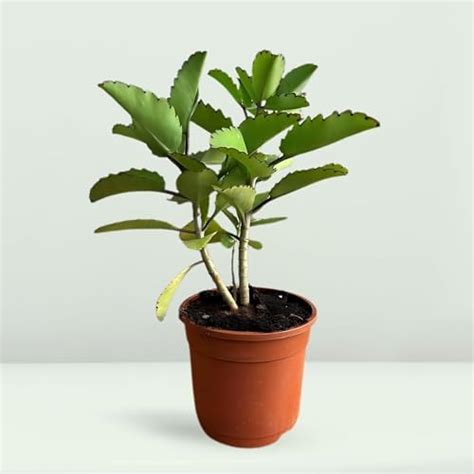 V K GLOBAL Live Patharchatta -Bryophyllum Pinnatum Herbal Plant I With ...