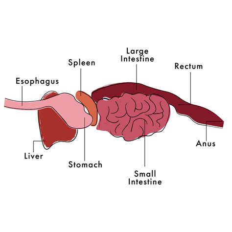 Digestive Issues in Dogs – Medicus Veterinary Diets