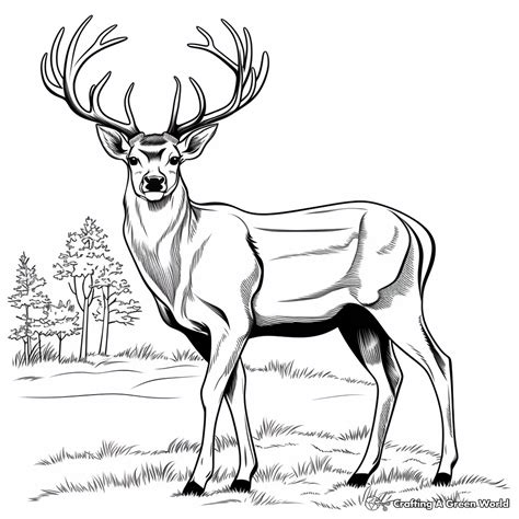 Bucks Coloring Pages - Free & Printable!