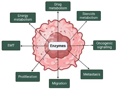 Cell Progression and Survival Functions of Enzymes Secreted in ...