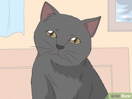 Image result for Cat Intelligence Test