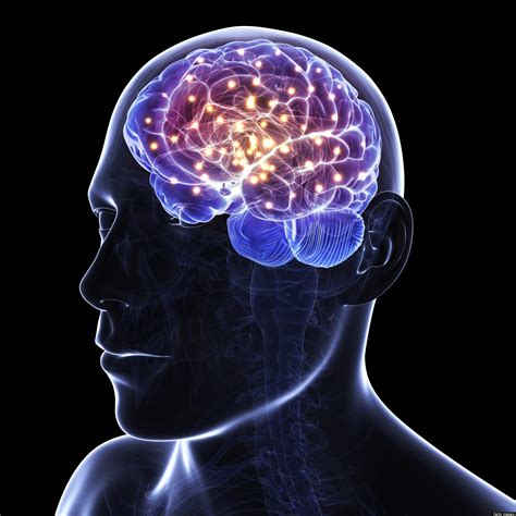 Kuvatulokset haulle what is brain