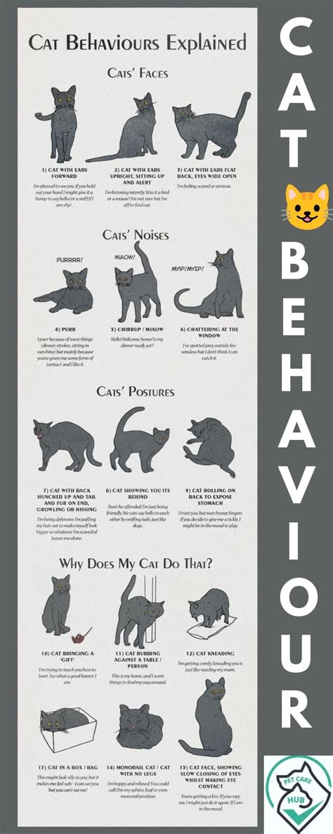 Image result for Cat Behaviour