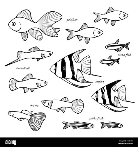 How To Draw An Aquarium With Fish