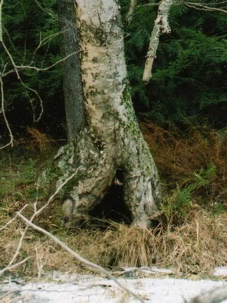 Compass Trapping Set 的图像结果