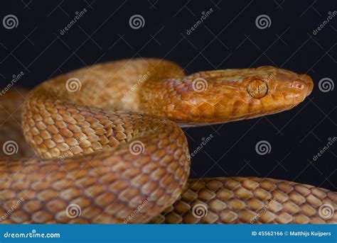 Egyptian Cat Snake / Telescopus Dhara Obtusus Stock Photo - Image of ...