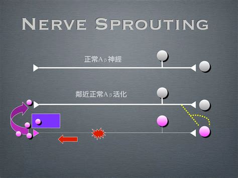 疼痛機制 The mechanism of Pain | PPT