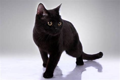 梦见黑猫是什么意思 女人梦到黑猫扑向自己有什么预兆 - 致富热
