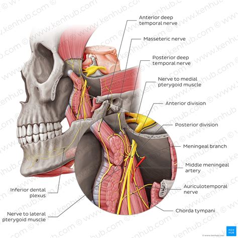 Mandible Anatomy Nerve