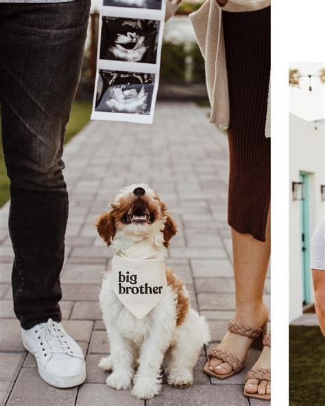 Best 12 17+ Adorable Ideas For A Pregnancy Announcement With Dogs ...