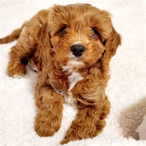 Image result for Cavapoo Adult