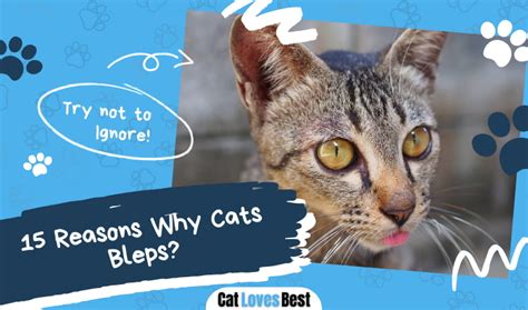 Image result for Cat Stack Sticker